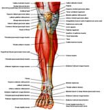 Anatomie: heup,bovenbeen,knie,onderbeen,enkel,voet,acetabulum,collum femoris,trachanter,femur,epicondyl,meniscus,kruisband,cruciate ligament,patella,knieschijf,tibia,fibula,malleolus,talus,calcaneus,tarsus,metatarsus,phalanx,falanx,quadriceps femoris,rectus femoris,sartorius,tensor fasciae latae,tractus iliotibialis,biceps femoris,gastrocnemius,semimembranosus,semitendinosus,soleus,suralis,vena saphena parva,vena saphena magna,sciatic,ischiadicus,peronea